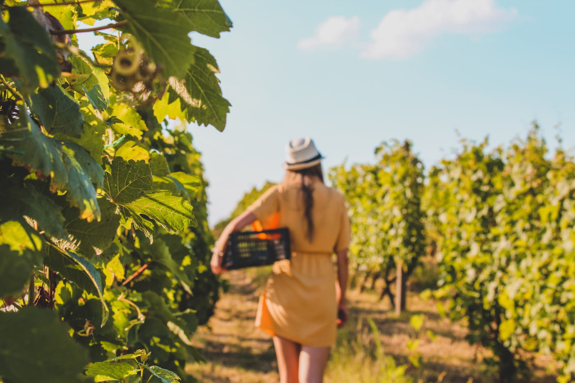 Our vineyard